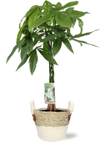 Pachira Aquatica - Ø21cm - ↕90cm + Lily Pot D23x20cm - Wit