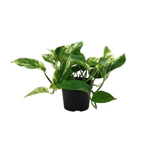 Epipremnum Marble Queen - Ø12cm - ↕25cm