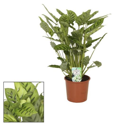 Calathea Leopardina - Ø17cm - ↕65cm