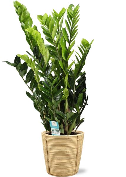 Zamioculcas Zamiifolia - Ø21cm - ↕95cm + Pot Bibek D22x22cm - Naturel