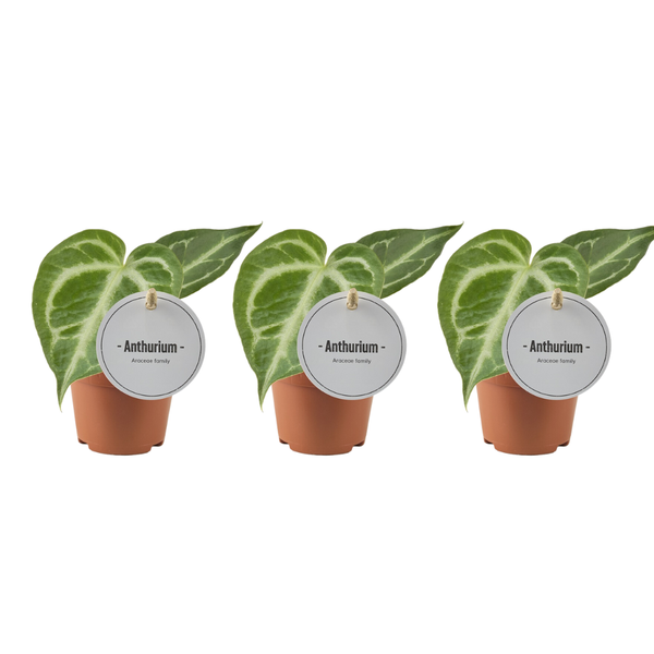 Anthurium Silver Blush - 3 pièces - Ø6cm - ↕15cm