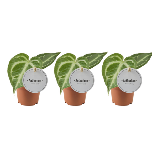 Anthurium Silver Blush - 3 pièces - Ø6cm - ↕15cm