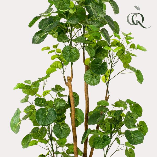 Plante artificielle - Polyscias - Aralia - 160 cm