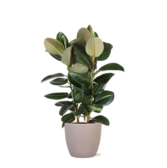 Ficus Elastica Robusta Ø27cm - ↕115cm in Boule TAUPE pot