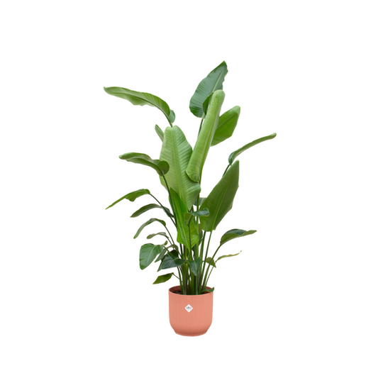 Offre combinée - Strelitzia Nicolai avec elho Vibes Fold Round rose Ø30 - 180 cm