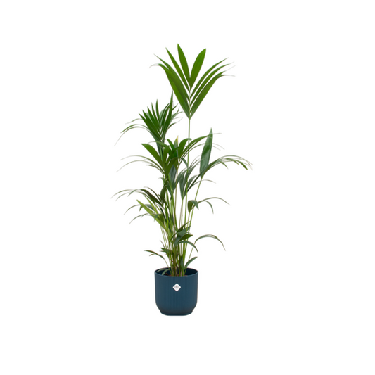 Palmier Kentia incluant elho Vibes Fold Round bleu - 160cm - Ø30