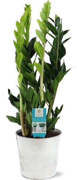 Zamioculcas Zamiifolia - Ø17cm - ↕65cm + Pot D18x17cm - Zinc