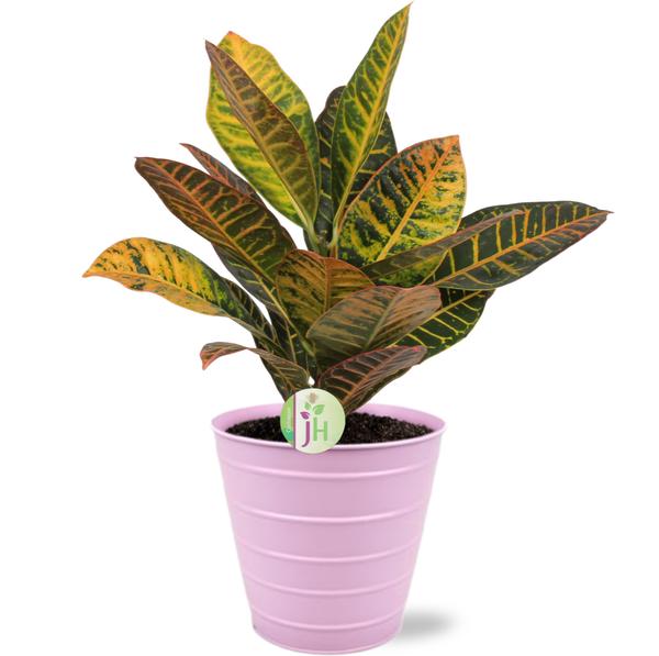 Codiaeum Petra - Ø17cm - ↕45cm + Bodhi Pot D18x17cm - Roze