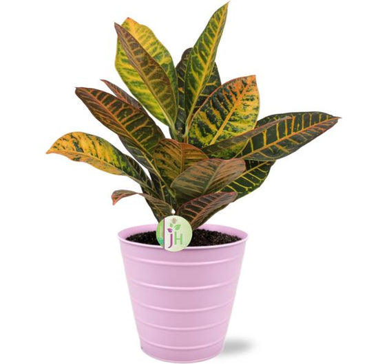 Codiaeum Petra - Ø17cm - ↕45cm + Bodhi Pot D18x17cm - Roze