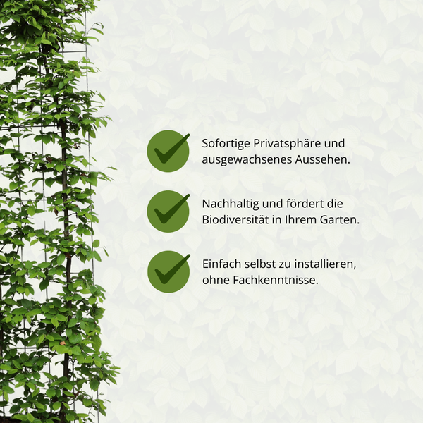 Carpinus Betulus - Haie de hêtre - Haie prête à l'emploi - 120 x 180 cm