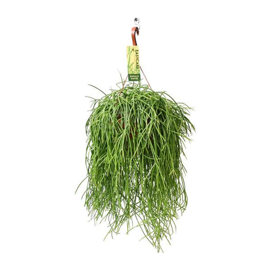 Rhipsalis Baccifera Shaferi - Ø21 ↕60