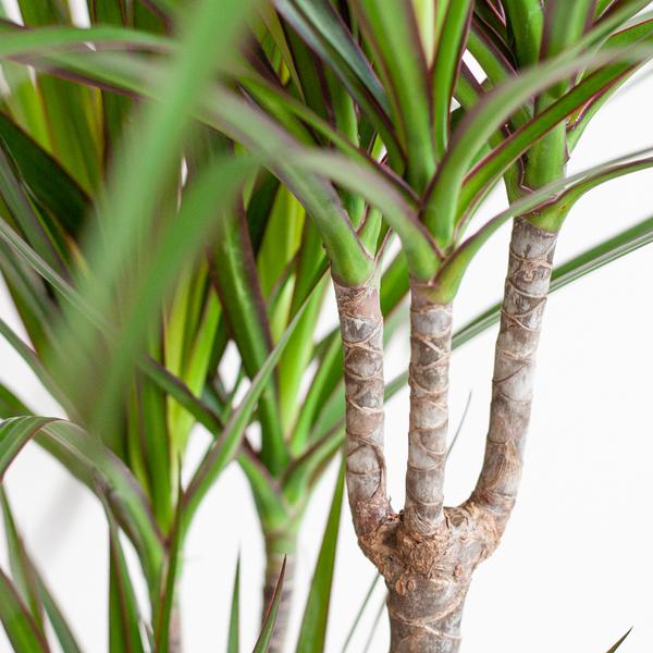 Dracaena Marginata avec panier Lisbon noir - 95cm - Ø21