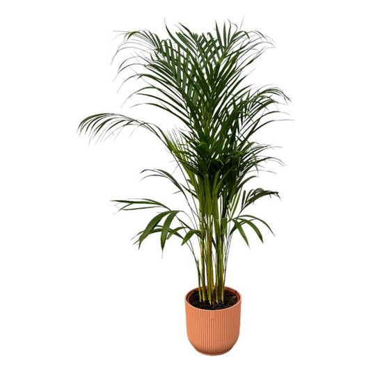 Palmier Areca - ↨110cm - Ø21cm incluant elho Vibes Fold Round rose D22xH20