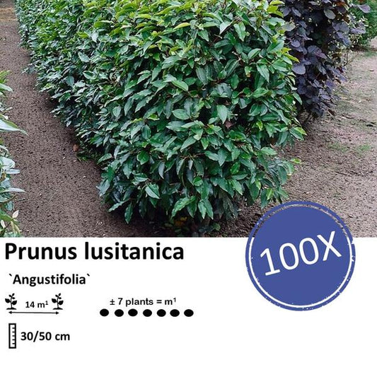 Prunus lusitanica 'Angustifolia' - ↕30-50cm - racine nue - 100x