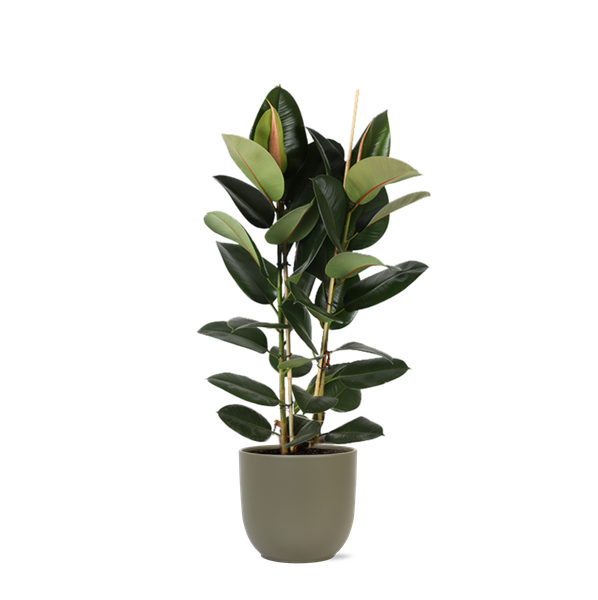 Ficus Elastica Robusta Ø24cm - ↕110cm en pot Boule OLIVE