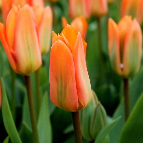 Bulbes à fleurs Amsterdam - Orange Empereur - 15 bulbes à fleurs - Taille 12+