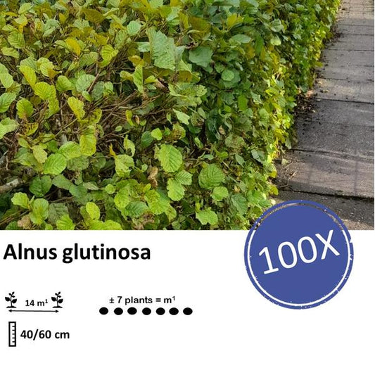 Alnus glutinosa - Racine nue - 40/60 - 100x