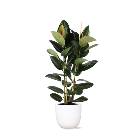 Ficus Elastica Robusta Ø24cm - ↕110cm in Boule WIT pot