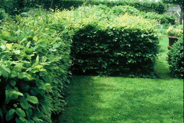 Carpinus Betulus - Racine nue - 60/80 - 50x