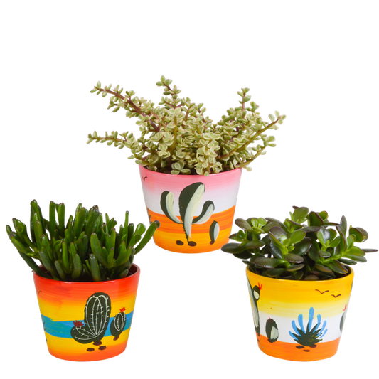 Crassula mix 10,5 cm - 3x - in Mexicaanse pot