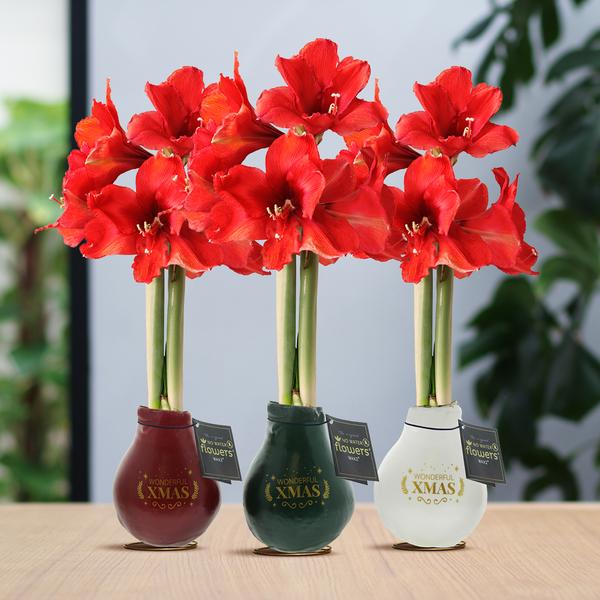 No Water Flowers® (cire d'amaryllis) | Waxz® Printz "Wonderful XMAS" Mix (3 pack) + Fleur rouge