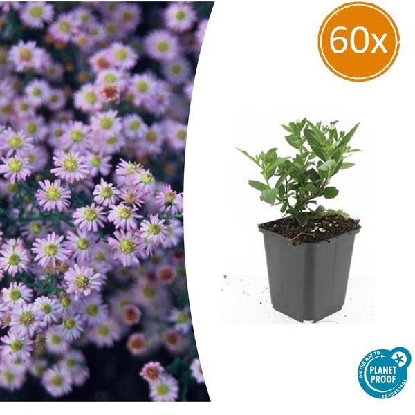 Aster ageratoides 'Stardust' - ↕10-25cm - Ø9cm - 60x