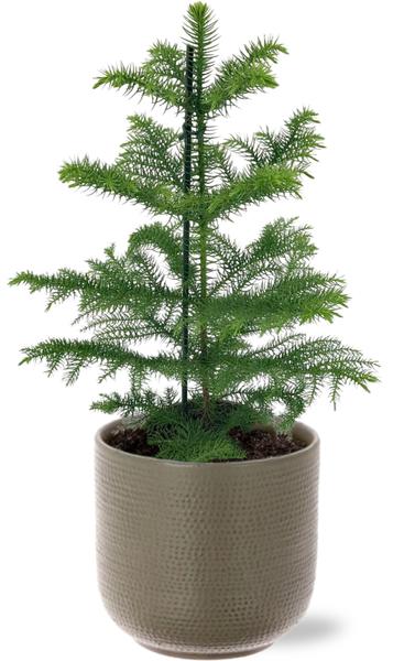 Araucaria Heterophylla - Ø14cm - ↕40cm + Pot Aresso D15,5x14,5cm - Gris Vert