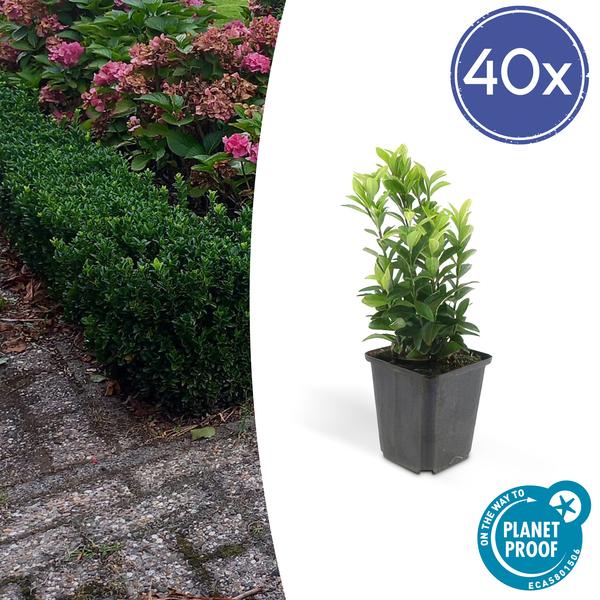 Euonymus jap. Green Spire - ↕10-25cm - Ø9cm - 40x