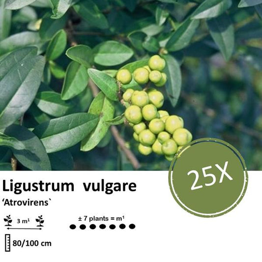 Ligustrum vulgare 'Atrovirens' - racine nue - 80/100 - 25x
