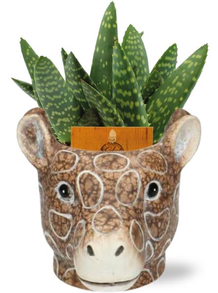 Aloe Paradisicum - Ø10,5cm ↕15cm + Jardinière Girafe D11/14x11cm - Marron