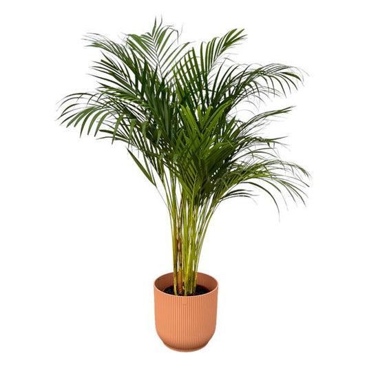 Palmier Areca - ↨130cm - Ø24cm incluant elho Vibes Fold Round rose D30xH27