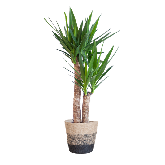 Yucca Elephantipes avec Panier Lisbonne noir - 90cm - Ø21