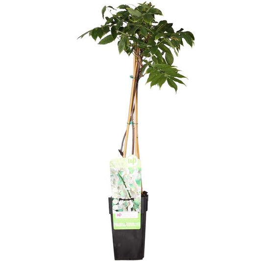 Glycine floribunda Alba - Pluie blanche - Ø15cm - ↕65cm