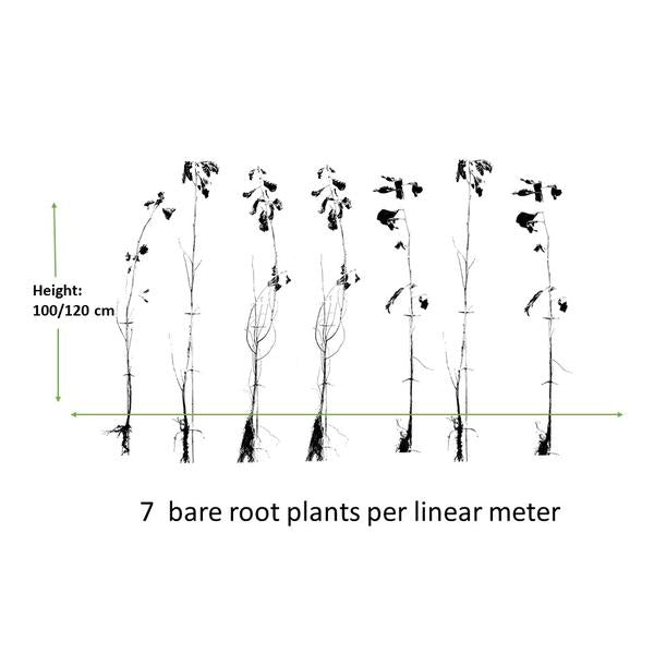 Alnus glutinosa - Bare root - 100/120 - 100x