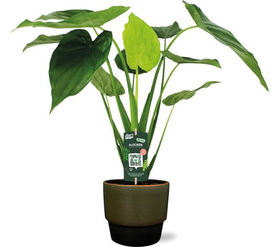 Alocasia Cucullata - Ø19cm - ↕55cm + Pot Erik D20x18cm - Vert Foncé