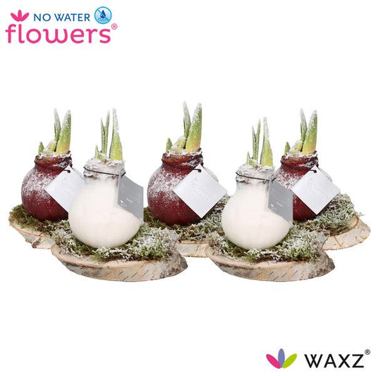 No Water Flowers Waxz Sur Bois Neige - 5 pièces - Ø7 cm - ↕15 cm