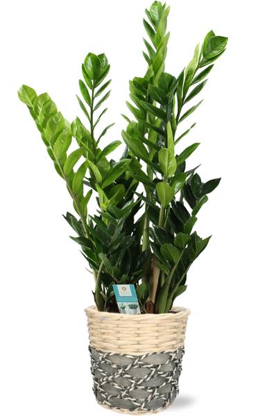 Zamioculcas - Ø21cm - ↕100cm + Pot Lexi D23x21cm - Gris