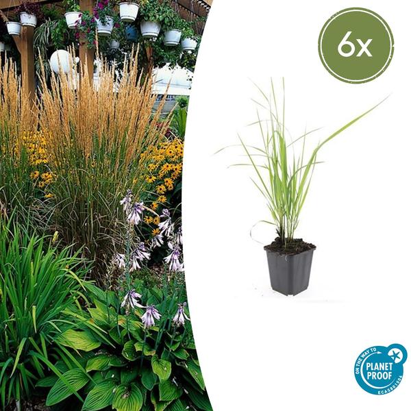 Calamagrostis acut. 'Karl Foerster'  - ↕10-25cm - Ø9cm - 6x