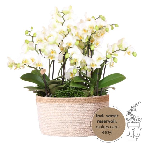 Orchidées colibris | plante blanche dans un panier en coton avec réservoir d'eau | trois orchidées blanches Lausanne 9cm et trois plantes vertes | Jungle Bouquet blanc avec réservoir d'eau autonome