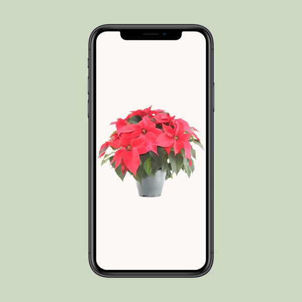 Poinsettia Xmas Feeling (rood) - Ø21cm - ↕50cm
