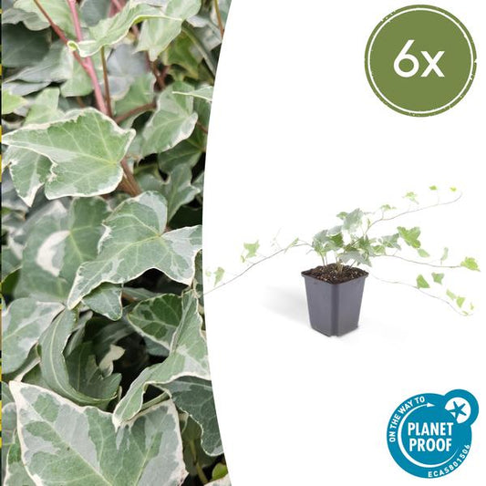 Hedera helix 'Glacier' - ↕10-25cm - Ø9cm - 6x