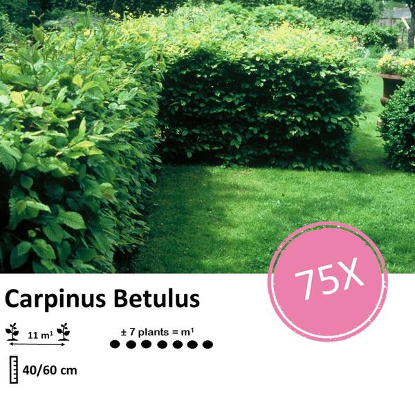 Carpinus Betulus - Bare Root - 40/60 - 75x