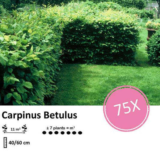Carpinus Betulus - Racine nue - 40/60 - 75x
