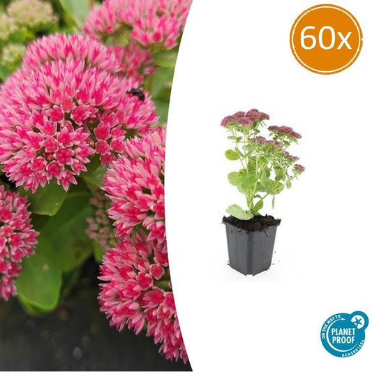 Sedum 'Herbstfreude' - ↕10-25cm - Ø9cm - 60x