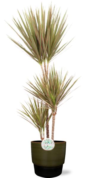 Dracaena Bicolor - Ø24cm - ↕115cm + Erik Pot D26x23cm - Donker Groen
