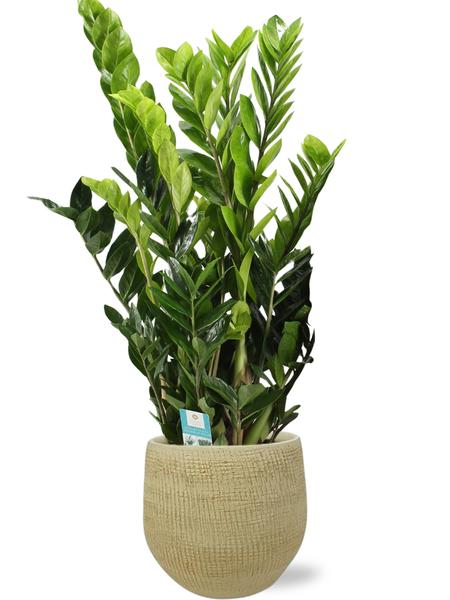 Zamioculcas Zamiifolia - Ø21cm - ↕95cm + Pot Ryan D22x20cm - Or