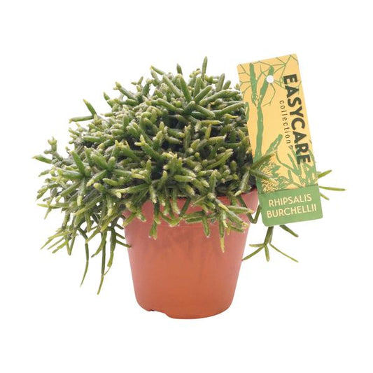 Rhipsalis Burchellii - Ø12 ↕20