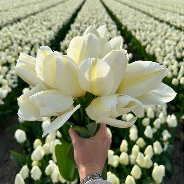 Flowerbulbs Amsterdam - Nadine's Happiness - 30 bloembollen - Maat 12+