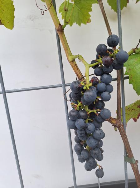 Vitis 'Boskoop Glory' - raisin bleu - Haie prête à l'emploi - 120 x 180 cm