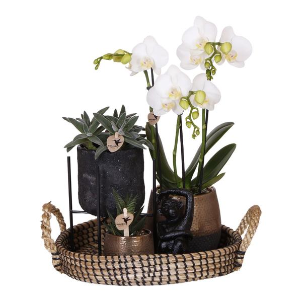 Compagnie des Colibris | Coffret cadeau Home Hub | Ensemble de plantes avec orchidées Phalaenopsis et plantes succulentes, avec pots décoratifs en céramique.